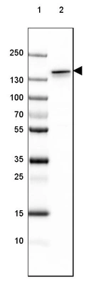 Lane 1: Marker [kDa] 250, 130, 100, 70, 55, 35, 25, 15, 10_br/_Lane 2: Mouse Cerebral Cortex tissue