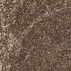 Immunohistochemical staining of human lymph node shows strong nuclear positivity in germinal center cells and non-germinal center cells.