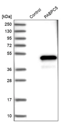 Western blot analysis in control (vector only transfected HEK293T lysate) and PABPC5 over-expression lysate (Co-expressed with a C-terminal myc-DDK tag (~3.1 kDa) in mammalian HEK293T cells, LY409034).