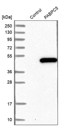 Western blot analysis in control (vector only transfected HEK293T lysate) and PABPC5 over-expression lysate (Co-expressed with a C-terminal myc-DDK tag (~3.1 kDa) in mammalian HEK293T cells, LY409034).