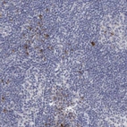 Immunohistochemical staining of human lymph node shows strong nuclear positivity in non-germinal center cells.