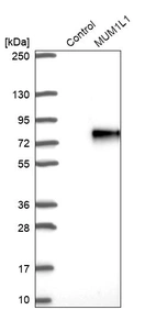 Western blot analysis in control (vector only transfected HEK293T lysate) and MUM1L1 over-expression lysate (Co-expressed with a C-terminal myc-DDK tag (~3.1 kDa) in mammalian HEK293T cells, LY407544).