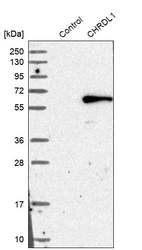 Western blot analysis in control (vector only transfected HEK293T lysate) and CHRDL1 over-expression lysate (Co-expressed with a C-terminal myc-DDK tag (~3.1 kDa) in mammalian HEK293T cells, LY407971).