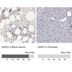 Anti-GATA1 Antibody