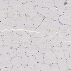 Anti-GATA1 Antibody