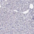 Immunohistochemical staining of human pancreas shows no positivity in exocrine glandular cells as expected.