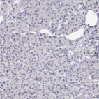 Anti-GATA1 Antibody