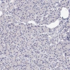 Immunohistochemical staining of human pancreas shows no positivity in exocrine glandular cells as expected.
