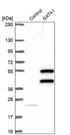 Western blot analysis in control (vector only transfected HEK293T lysate) and GATA1 over-expression lysate (Co-expressed with a C-terminal myc-DDK tag (~3.1 kDa) in mammalian HEK293T cells, LY400758).