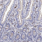 Immunohistochemical staining of human duodenum shows moderate positivity in lysosomes in glandular cells.