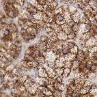 Immunohistochemical staining of human adrenal gland using Anti-GLA antibody HPA000237.
