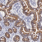 Immunohistochemical staining of human small intestine shows strong granular cytoplasmic positivity in glandular cells.