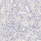 Immunohistochemical staining of human kidney shows no positivity as expected.