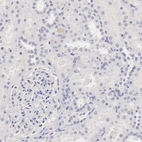 Immunohistochemical staining of human kidney shows no positivity as expected.