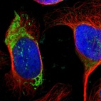 Immunofluorescent staining of human cell line U-2 OS shows localization to mitochondria.