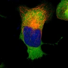 Immunofluorescent staining of human cell line U-2 OS shows localization to cytosol.