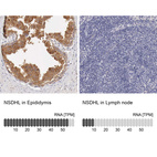 Anti-NSDHL Antibody