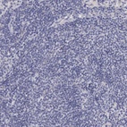 Immunohistochemical staining of human lymph node shows low expression as expected.
