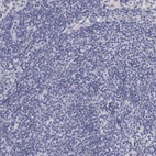 Anti-NSDHL Antibody