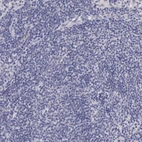 Immunohistochemical staining of human lymph node shows low expression as expected.
