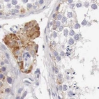 Immunohistochemical staining of human testis using Anti-NSDHL antibody HPA000248.