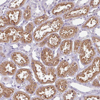 Anti-CHRDL1 Antibody