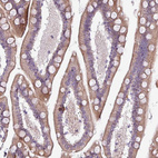 Immunohistochemical staining of human small intestine shows moderate cytoplasmic-membranous positivity in glandular cells.