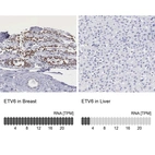 Anti-ETV6 Antibody
