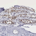 Immunohistochemical staining of human breast shows moderate nuclear positivity in glandular cells.