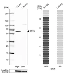 Western blot analysis in human cell lines U2OS and Caco-2 using Anti-ETV6 antibody. Corresponding ETV6 RNA-seq data are presented for the same cell lines. Loading control: Anti-GAPDH.