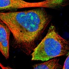Immunofluorescent staining of human cell line U-2 OS shows localization to nucleoli & cytosol.