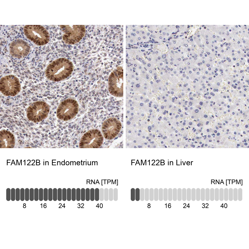 Anti-FAM122B Antibody