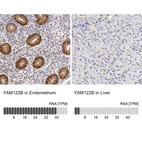 Anti-FAM122B Antibody