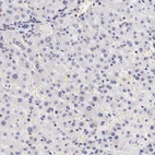 Anti-FAM122B Antibody