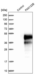 Western blot analysis in control (vector only transfected HEK293T lysate) and FAM122B over-expression lysate (Co-expressed with a C-terminal myc-DDK tag (~3.1 kDa) in mammalian HEK293T cells, LY408007).