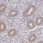 Immunohistochemical staining of human endometrium shows weak cytoplasmic positivity in glandular cells.