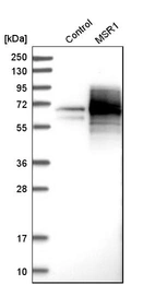 Western blot analysis in control (vector only transfected HEK293T lysate) and mSR1 over-expression lysate (Co-expressed with a C-terminal myc-DDK tag (~3.1 kDa) in mammalian HEK293T cells, LY403366).