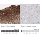 Anti-CKAP4 Antibody