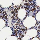 Immunohistochemical staining of human bone marrow using Anti-CKAP4 antibody HPA000278.