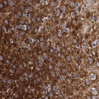Immunohistochemical staining of human cervix, uterine using Anti-CKAP4 antibody HPA000278.