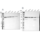 Western blot analysis using Anti-CKAP4 antibody HPA000278 (A) shows similar pattern to independent antibody HPA000792 (B).