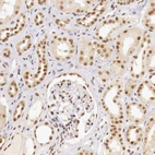 Immunohistochemical staining of human kidney shows moderate to strong nuclear positivity in cells in tubules and in cells in glomeruli.