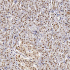 Immunohistochemical staining of human pancreas shows moderate to strong nuclear positivity in exocrine glandular cells and in islets of Langerhans.
