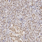 Immunohistochemical staining of human pancreas shows moderate to strong nuclear positivity in exocrine glandular cells and in islets of Langerhans.