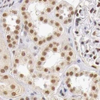 Immunohistochemical staining of human kidney using Anti-GPKOW antibody HPA000287.