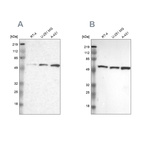 Anti-GPKOW Antibody