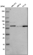 Western blot analysis in mouse cell line NIH-3T3, rat cell line NBT-II and rat cell line pC12.