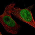 Immunofluorescent staining of human cell line U-2 OS shows localization to nucleoplasm.
