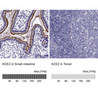 Anti-ACE2 Antibody