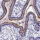Immunohistochemical staining of human small intestine shows strong positivity in apical membranes in glandular cells.